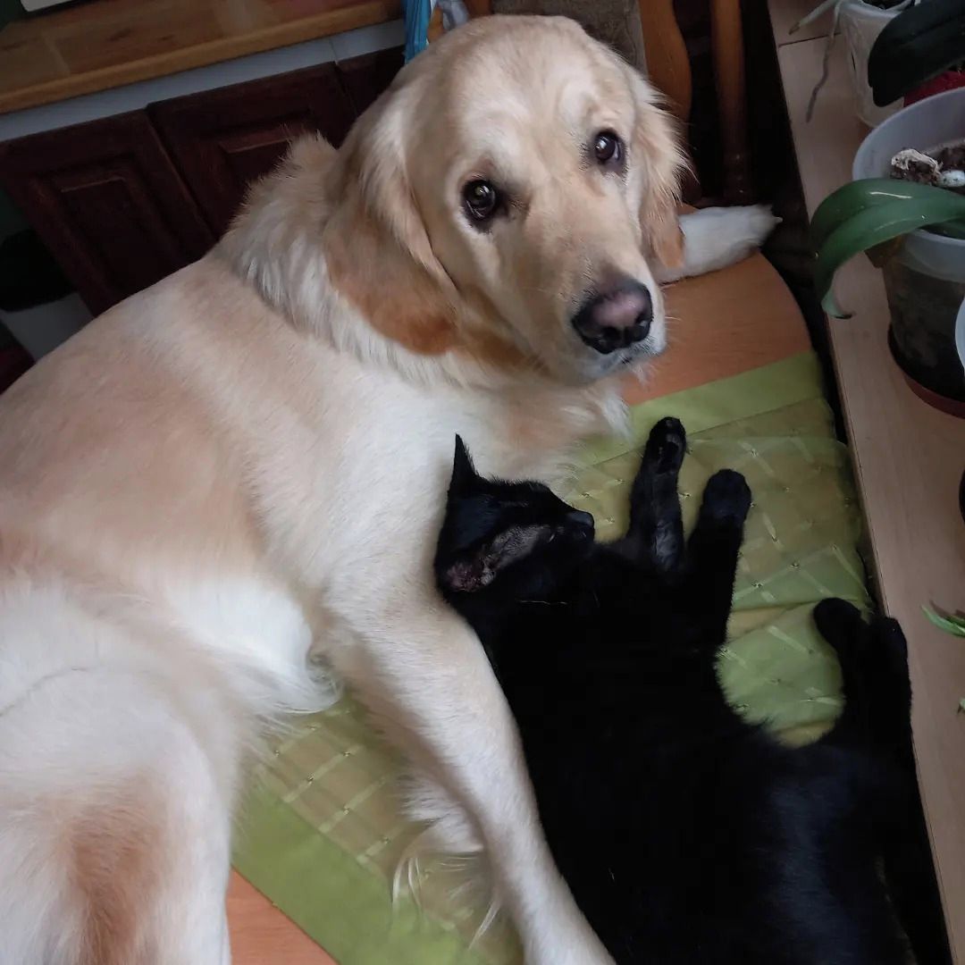 Soutěžní fotografie - Bady,  Zlatý retriever