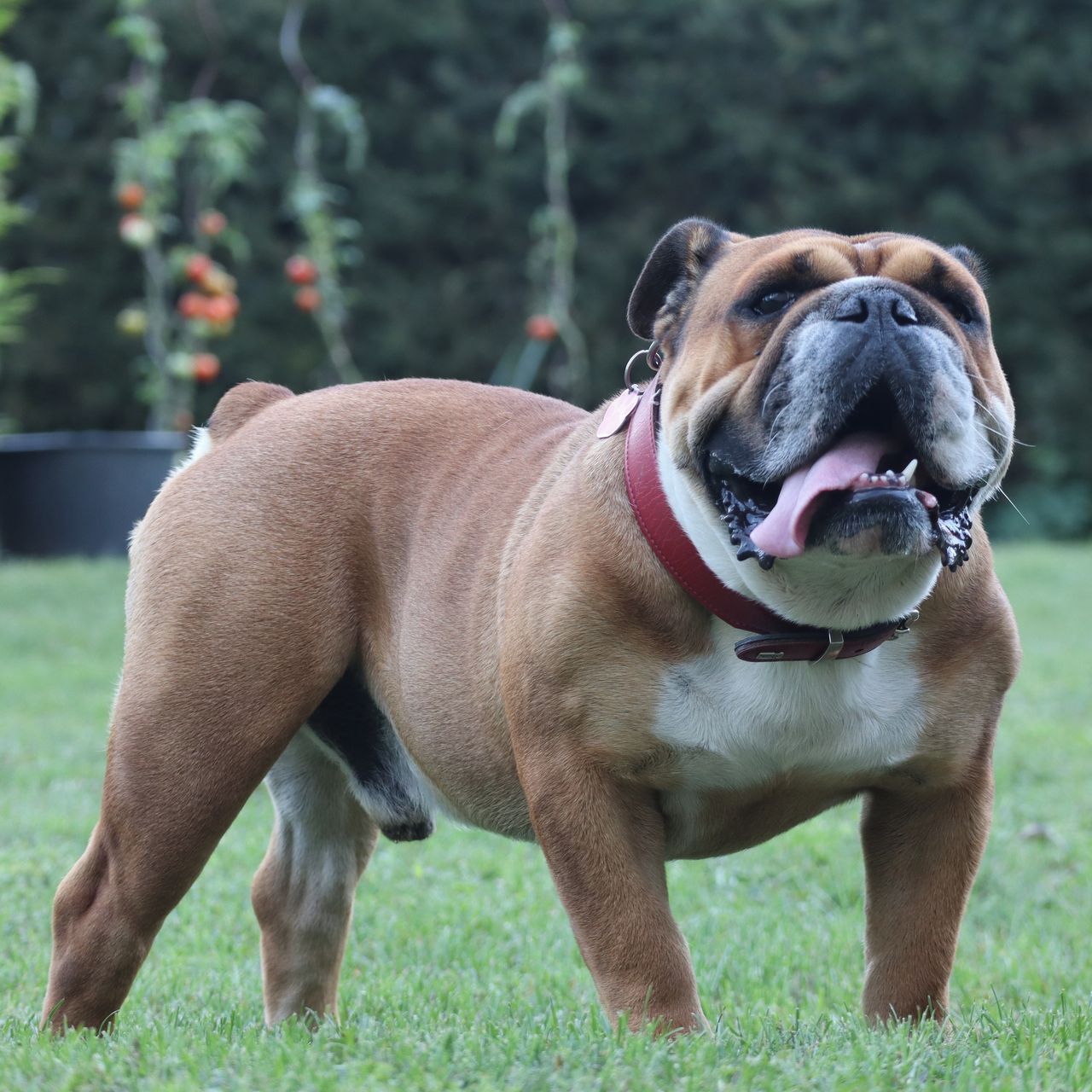 Soutěžní fotografie - Karel,  Anglický buldok