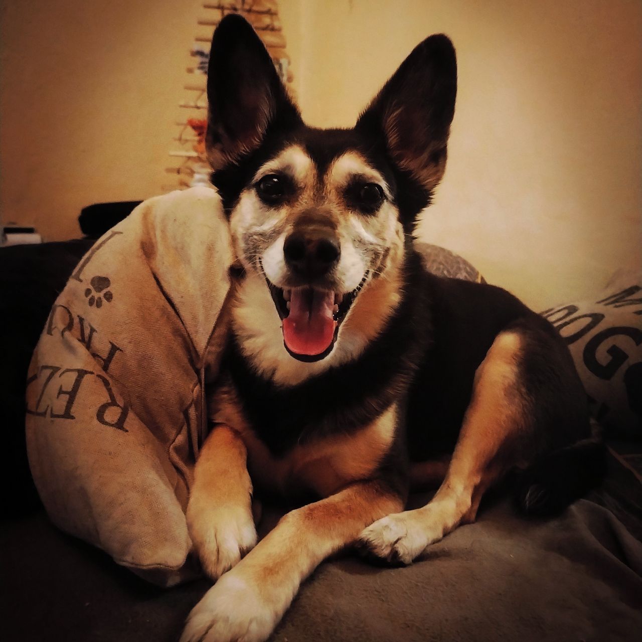 Soutěžní fotografie - Shelby,  Ostatní