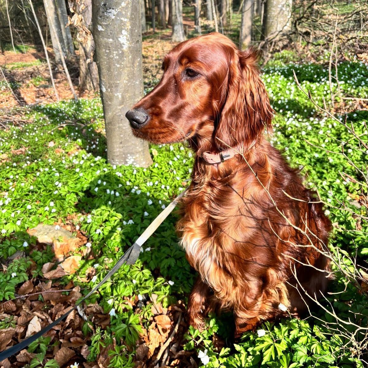 Soutěžní fotografie - Nala,  Irský setr