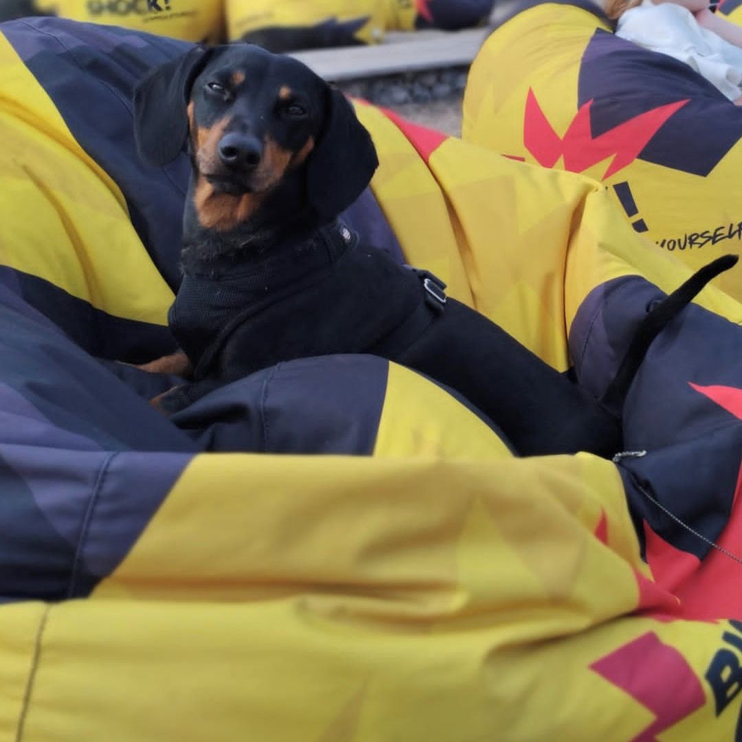 Soutěžní fotografie - Teddy,  Jezevčík