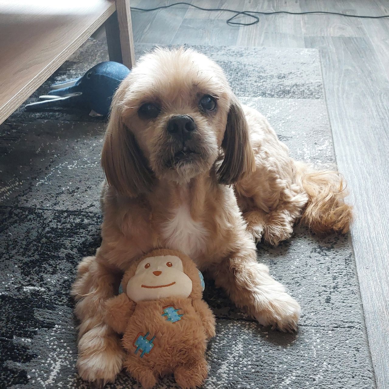 Soutěžní fotografie - Čiko,  Shih-tzu