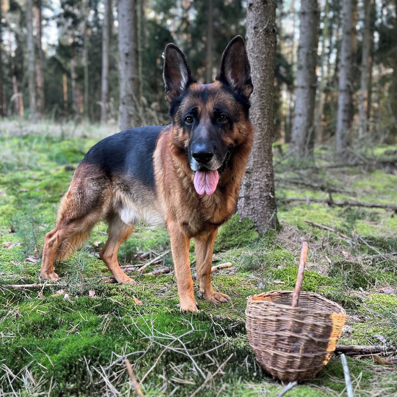 Soutěžní fotografie - Jullyen,  Německý ovčák
