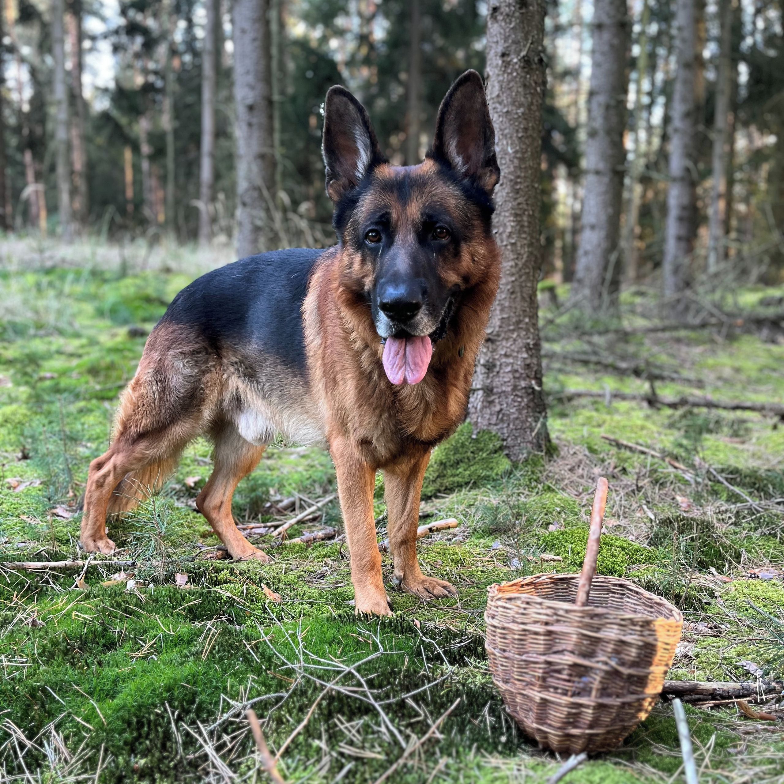 Soutěžní fotografie - Jullyen,  Německý ovčák