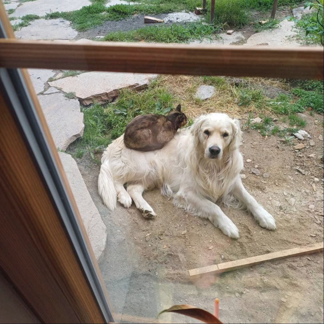 Soutěžní fotografie - Bady,  Zlatý retriever