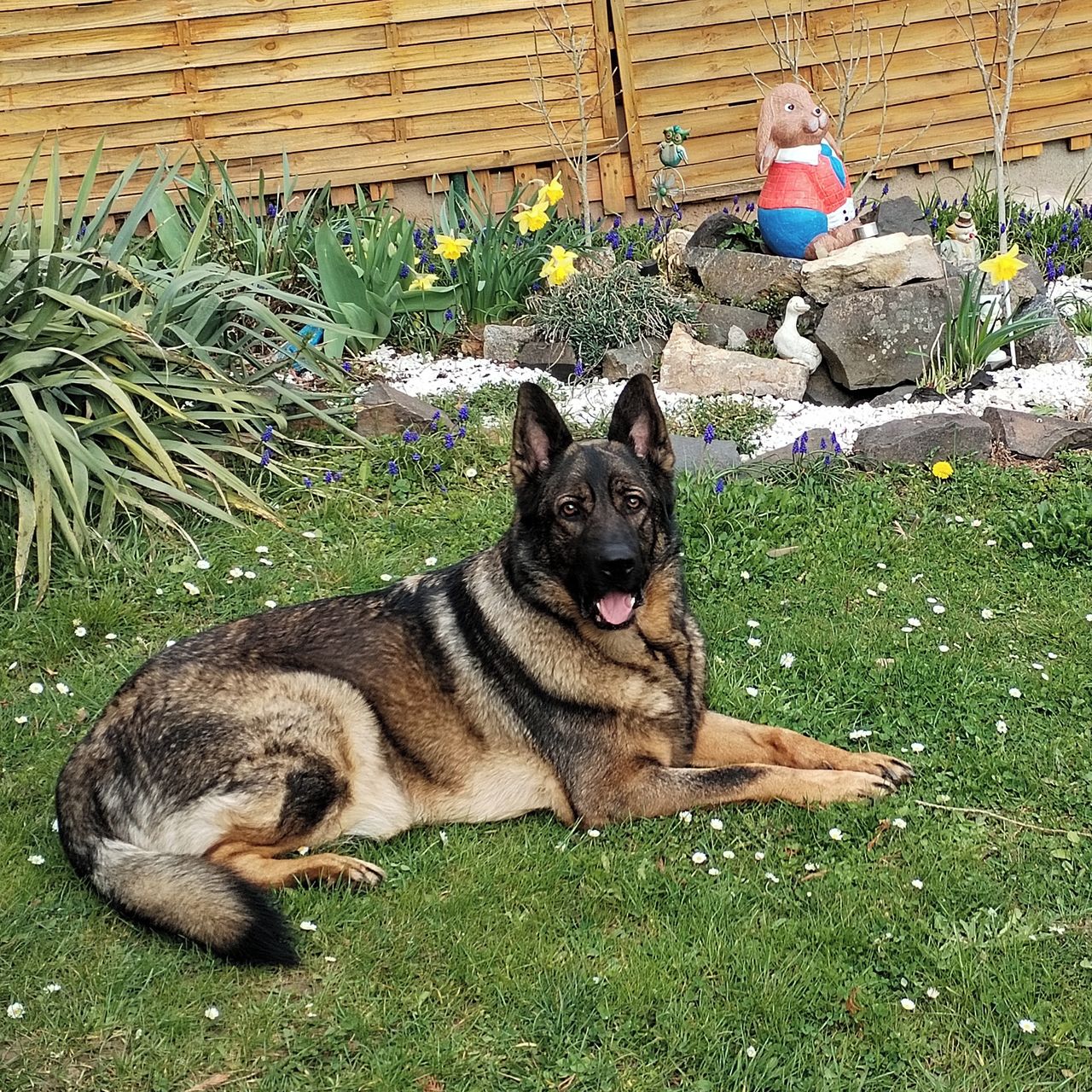 Soutěžní fotografie - Nick,  Německý ovčák