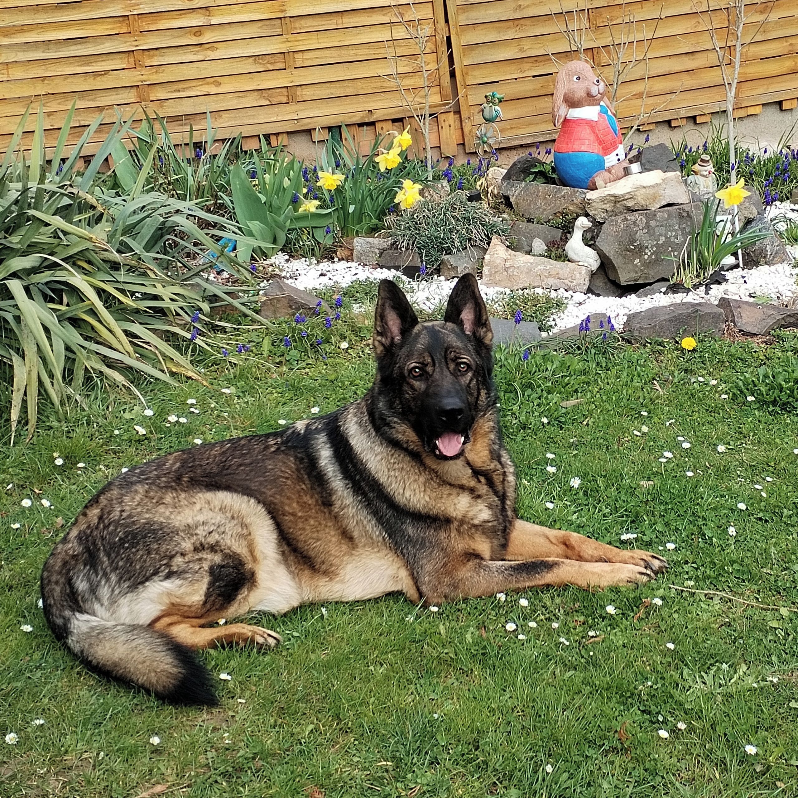 Soutěžní fotografie - Nick,  Německý ovčák