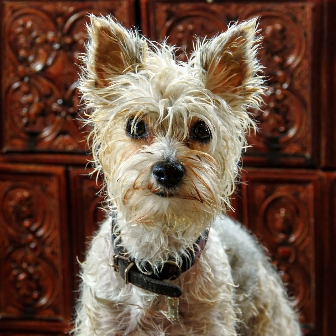 Soutěžní fotografie - Sunny,  Yorkšírský terier