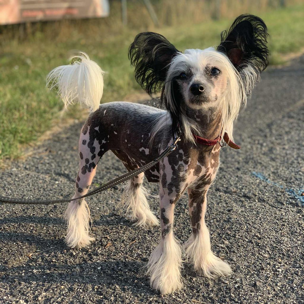 Soutěžní fotografie - Heliodora,  Čínský chocholatý pes