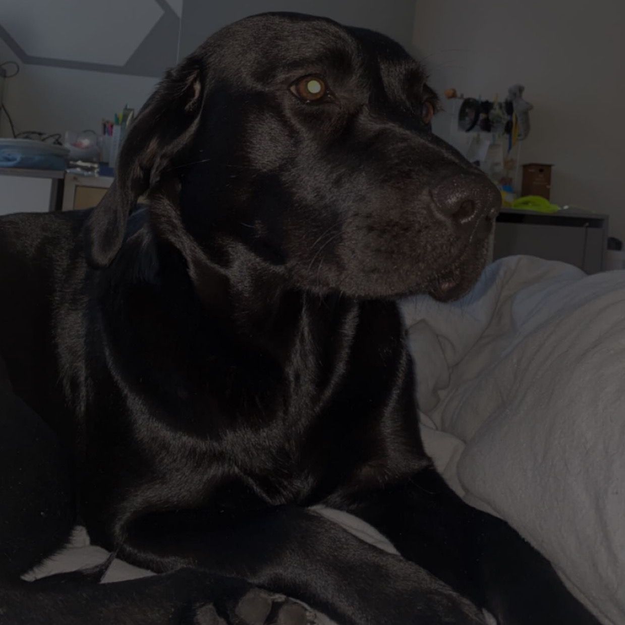 Soutěžní fotografie - Sofie,  Labradorský retriever