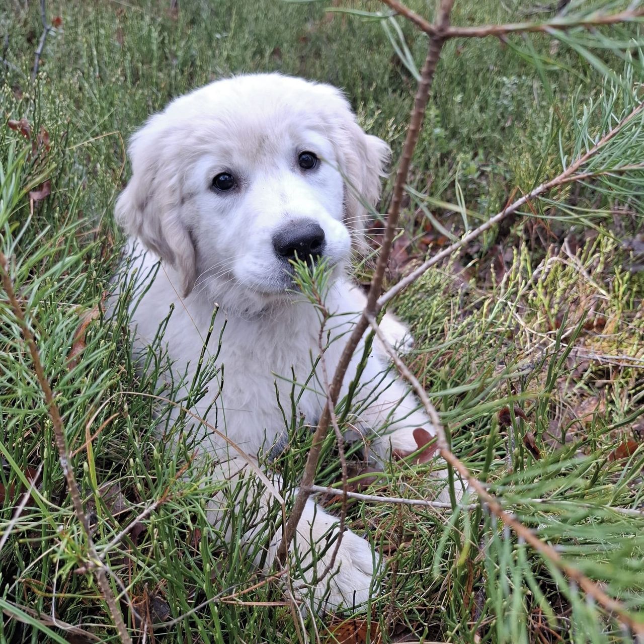 Soutěžní fotografie - Charles Chlupaté štěstí,  Zlatý retriever