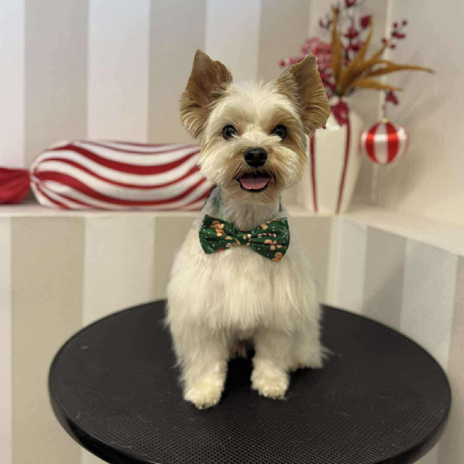 Soutěžní fotografie - Monty,  Yorkšírský terier