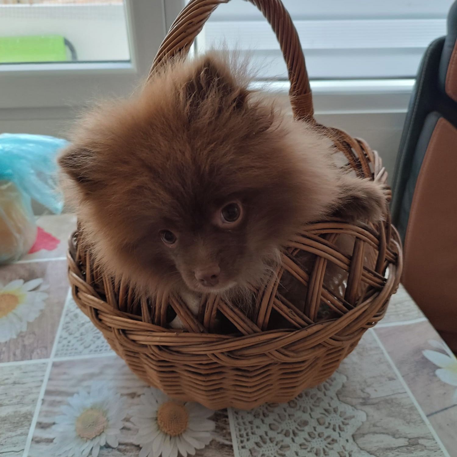 Soutěžní fotografie - Armani,  Německý špic trpasličí