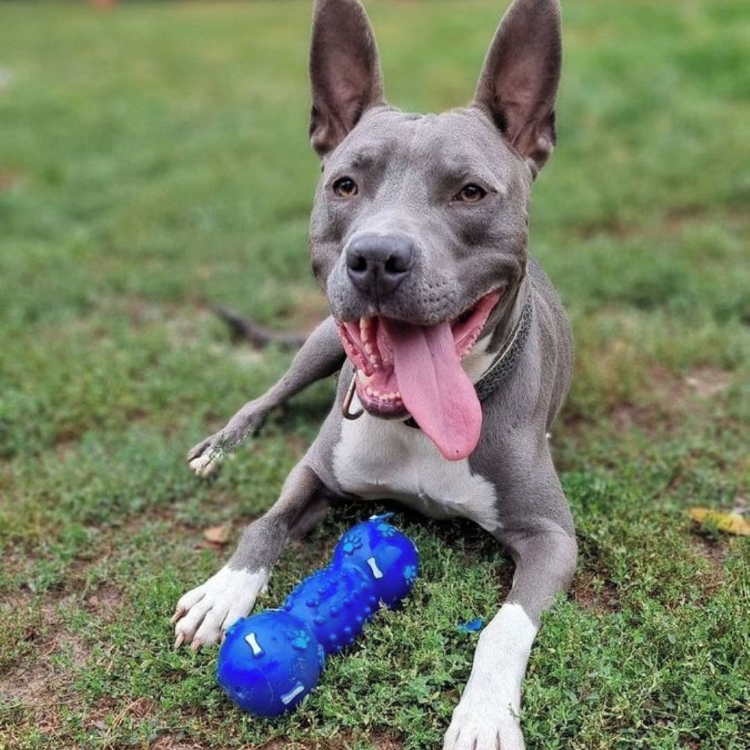 Soutěžní fotografie - LEVI,  Ostatní
