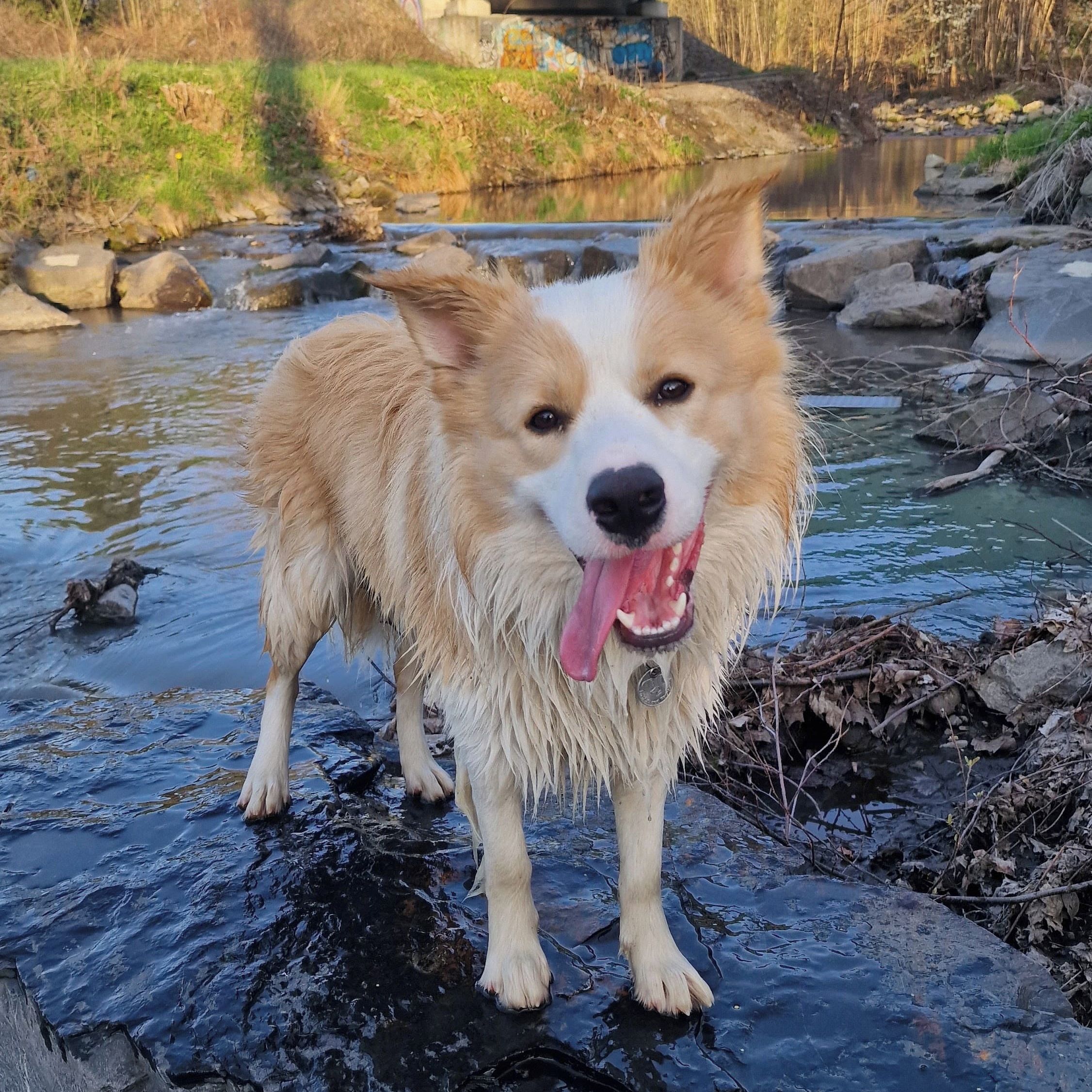 Soutěžní fotografie - Marley,  Border kolie