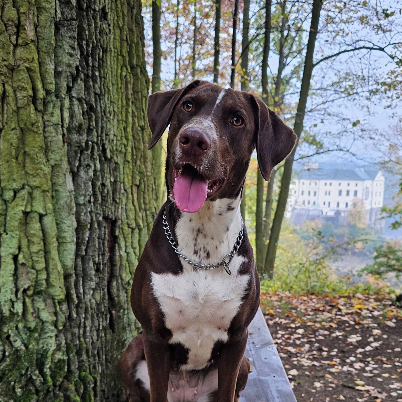 Soutěžní fotografie - Bailey,  Ostatní