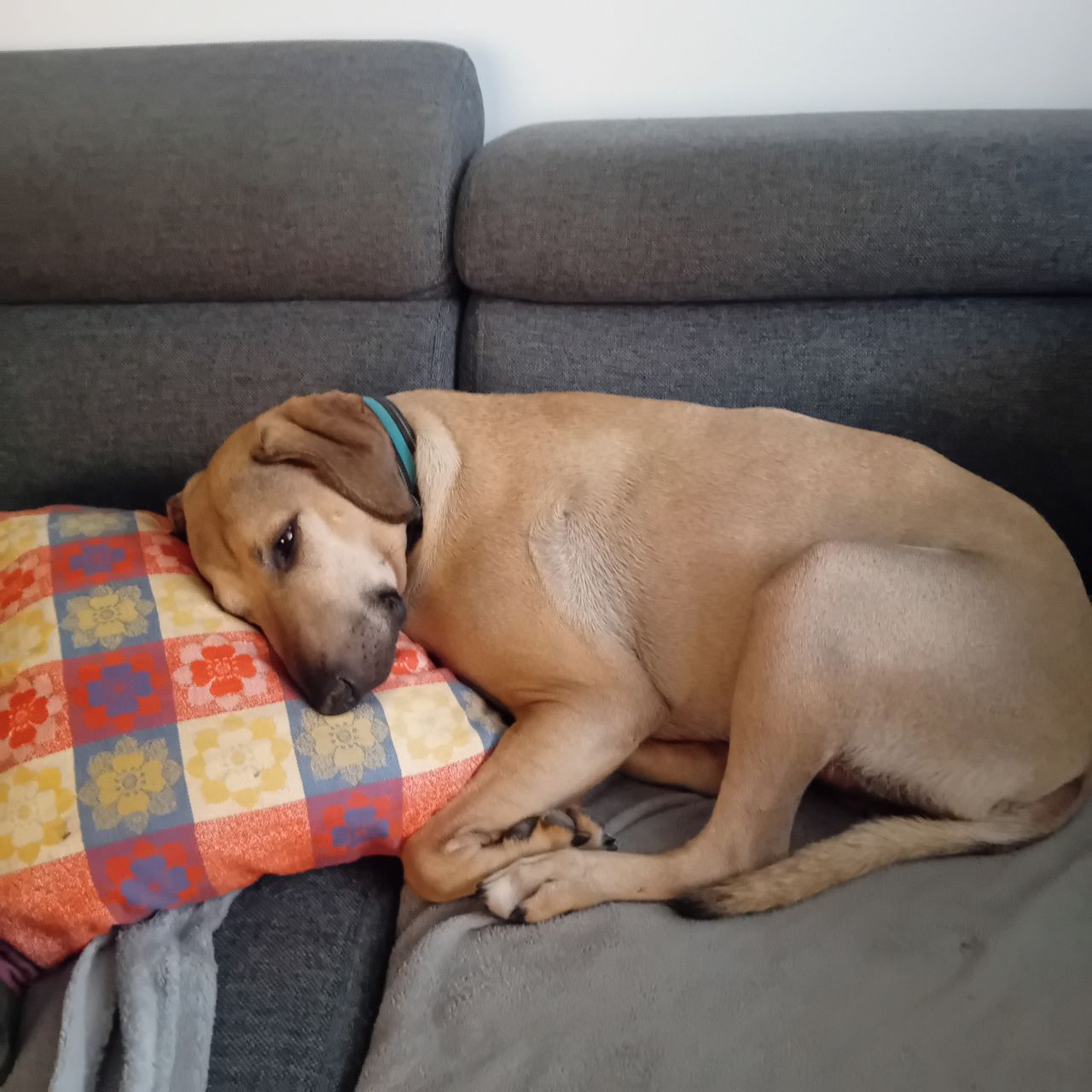 Soutěžní fotografie - Max,  Ostatní