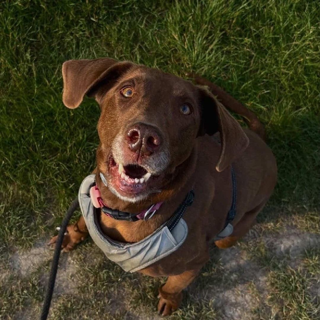 Soutěžní fotografie - Roxy,  Výmarský ohař