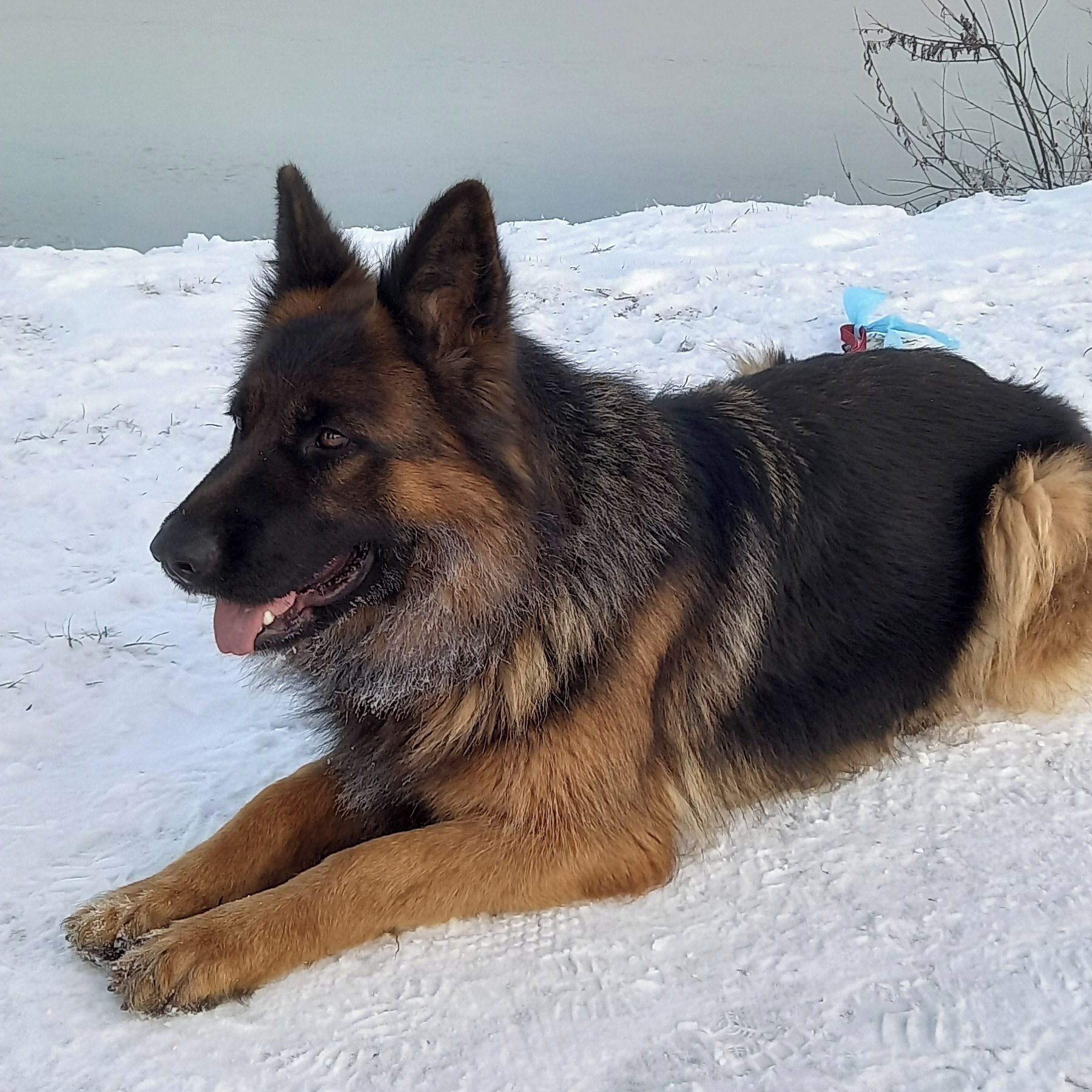 Soutěžní fotografie - Viki,  Německý ovčák