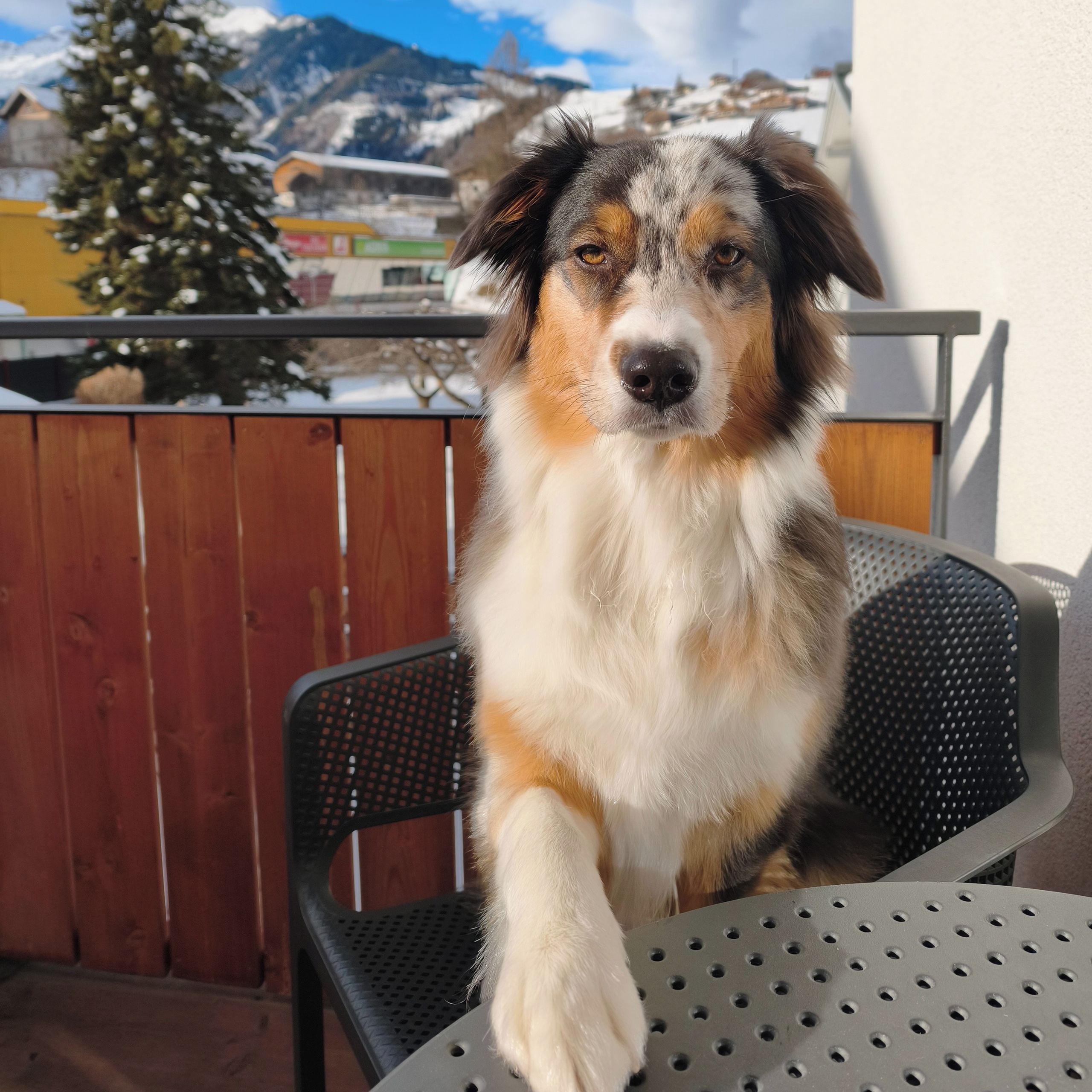 Soutěžní fotografie - Beckie,  Australský ovčák