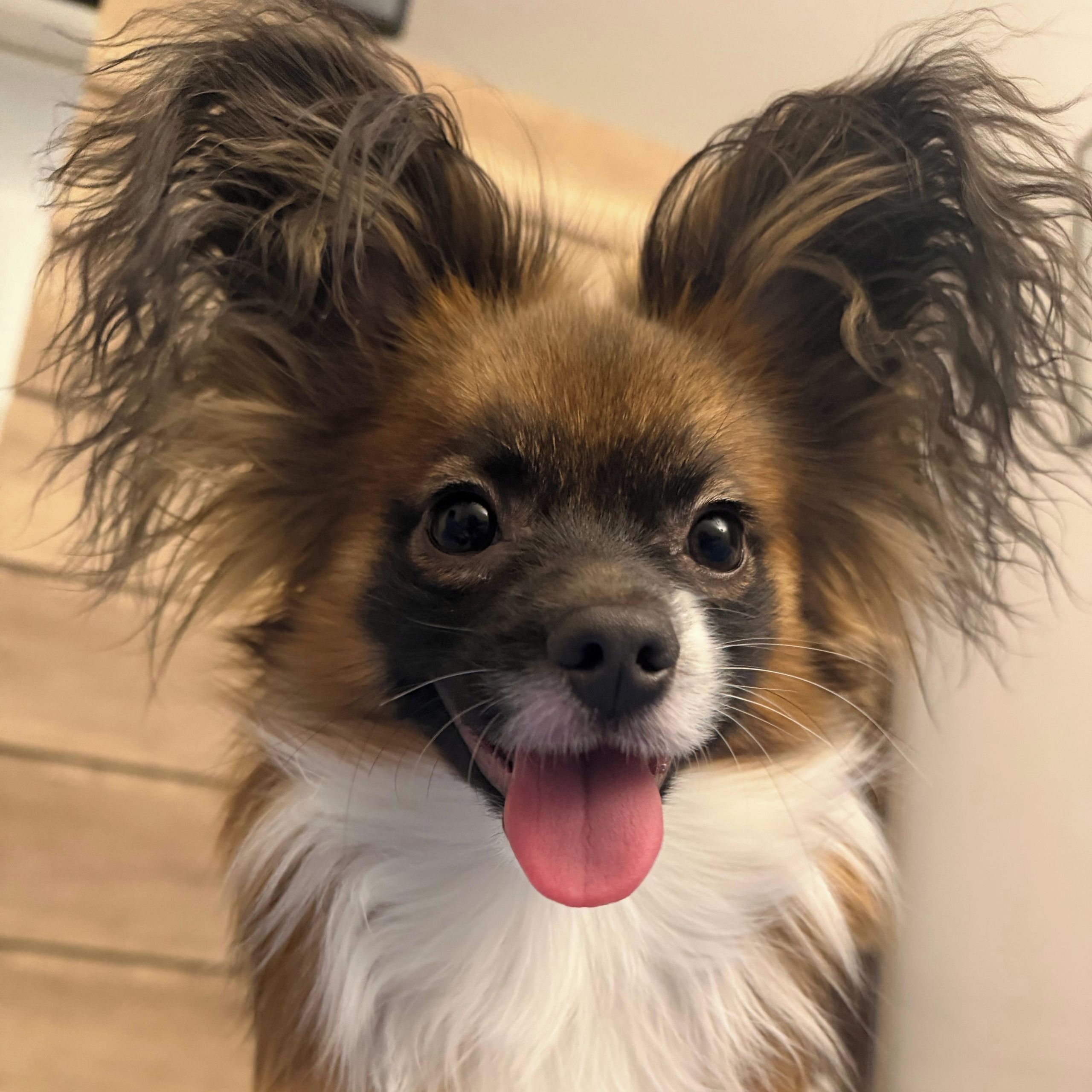 Soutěžní fotografie - Charlie,  Papillon