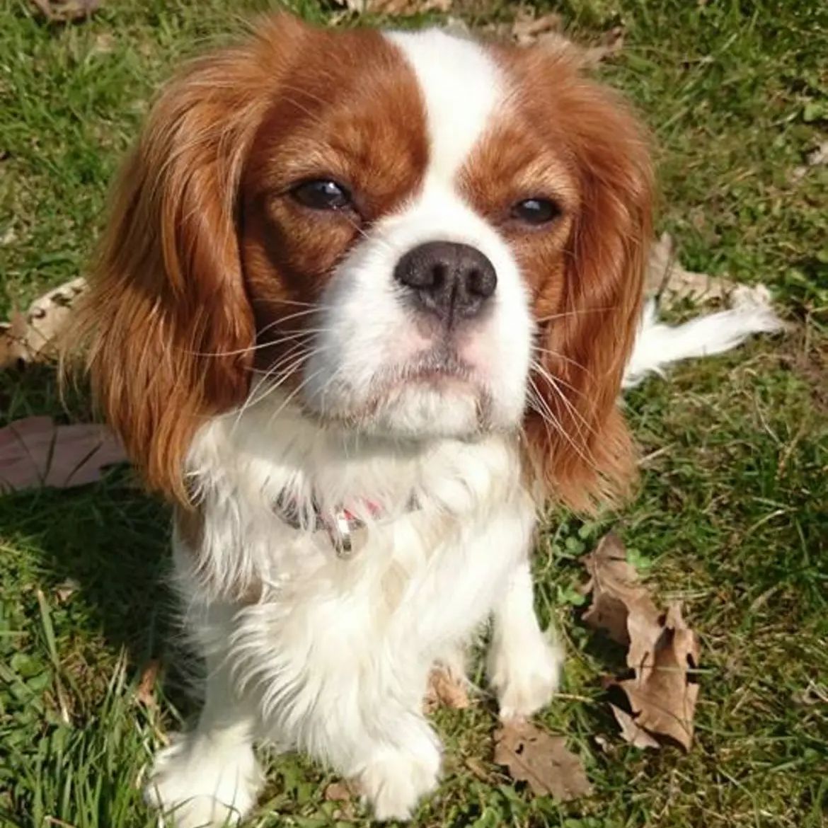 Soutěžní fotografie - Honey Gold,  Kavalír King Charles španěl