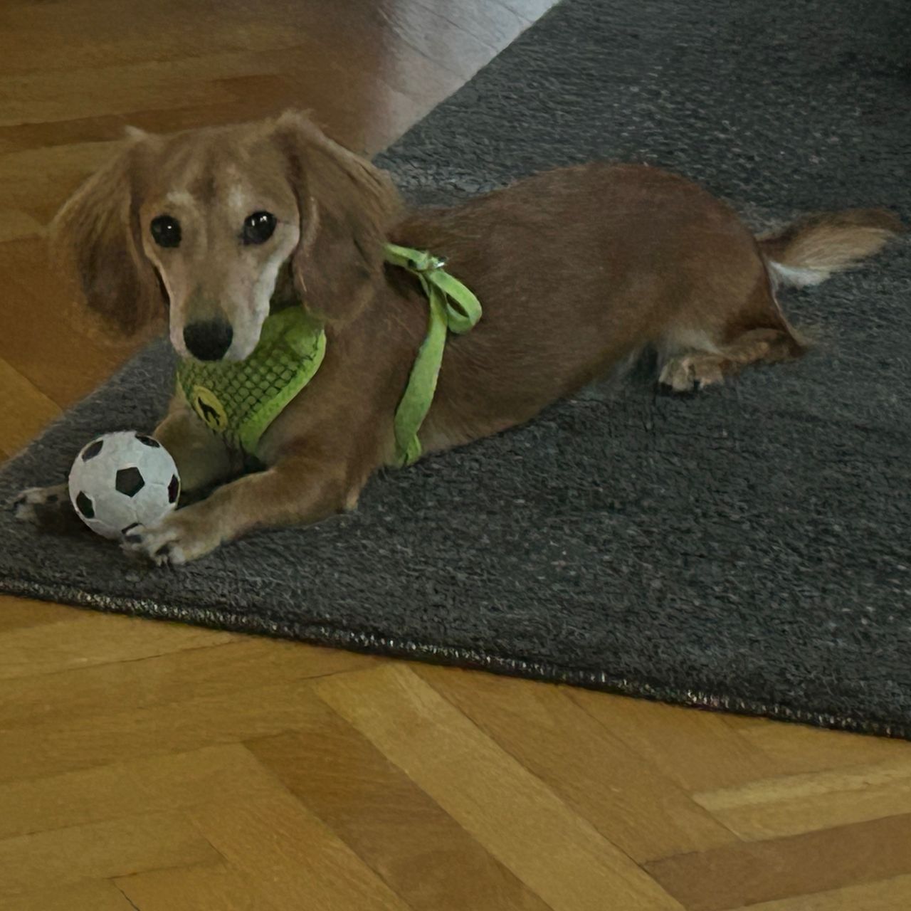 Soutěžní fotografie - Barunka,  Jezevčík