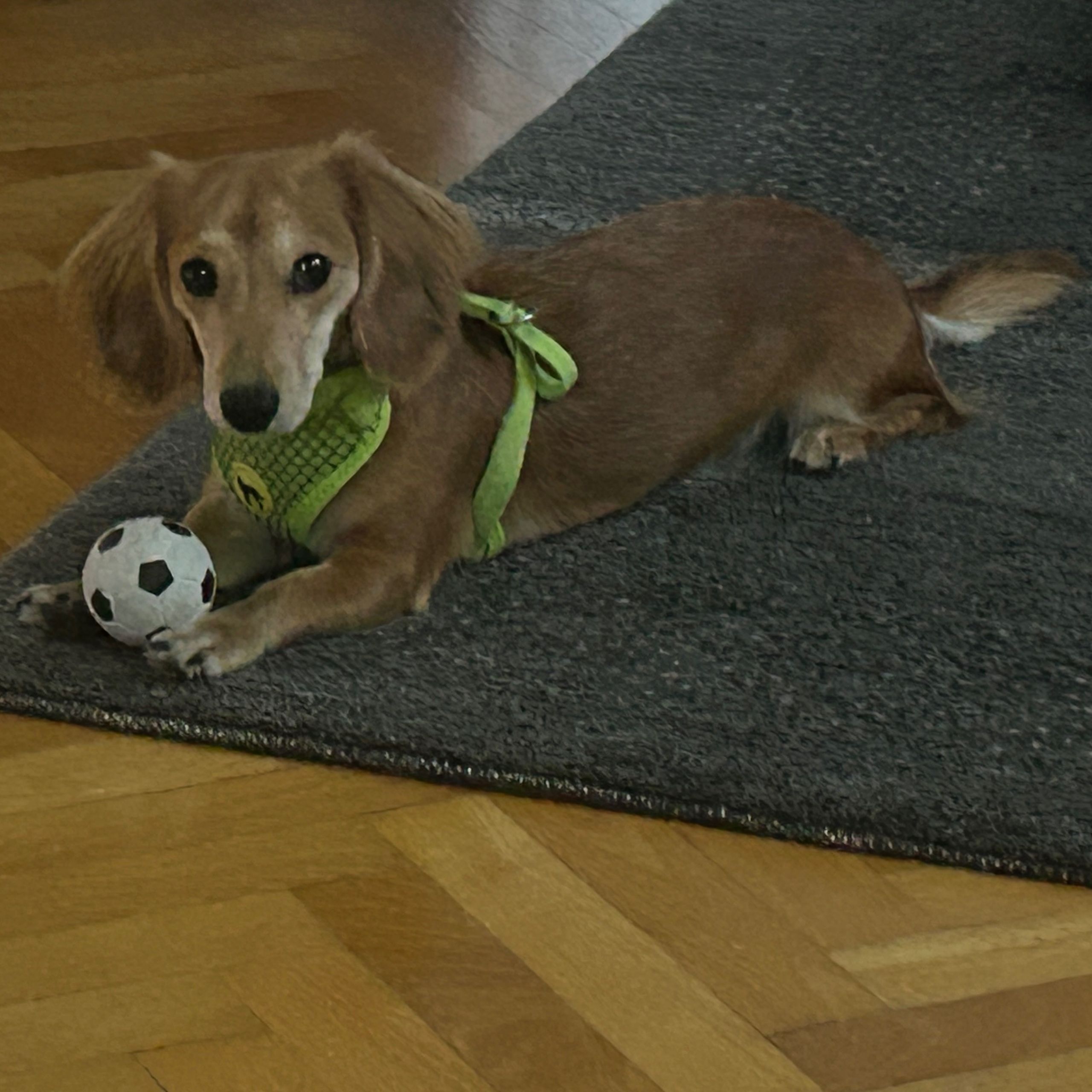 Soutěžní fotografie - Barunka,  Jezevčík