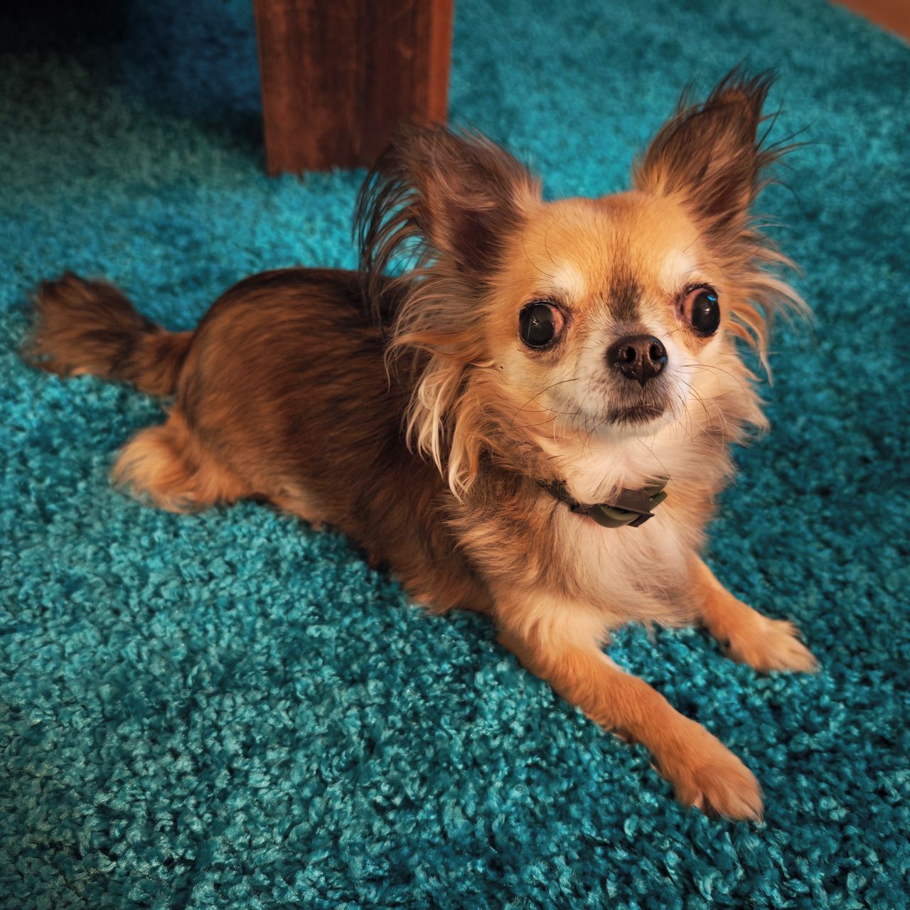 Soutěžní fotografie - Nessie,  Čivava