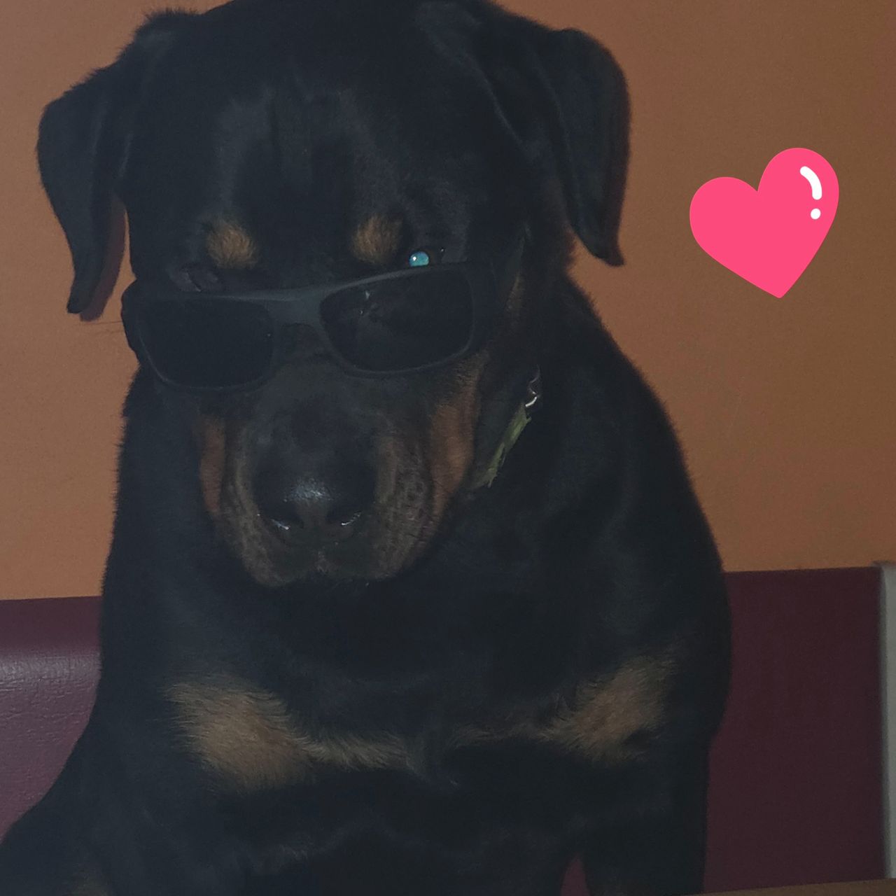 Soutěžní fotografie - Arga,  Rotvajler