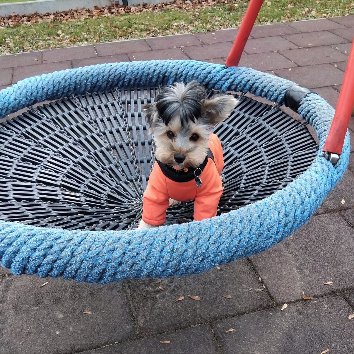 Soutěžní fotografie - Ugi,  Yorkšírský terier