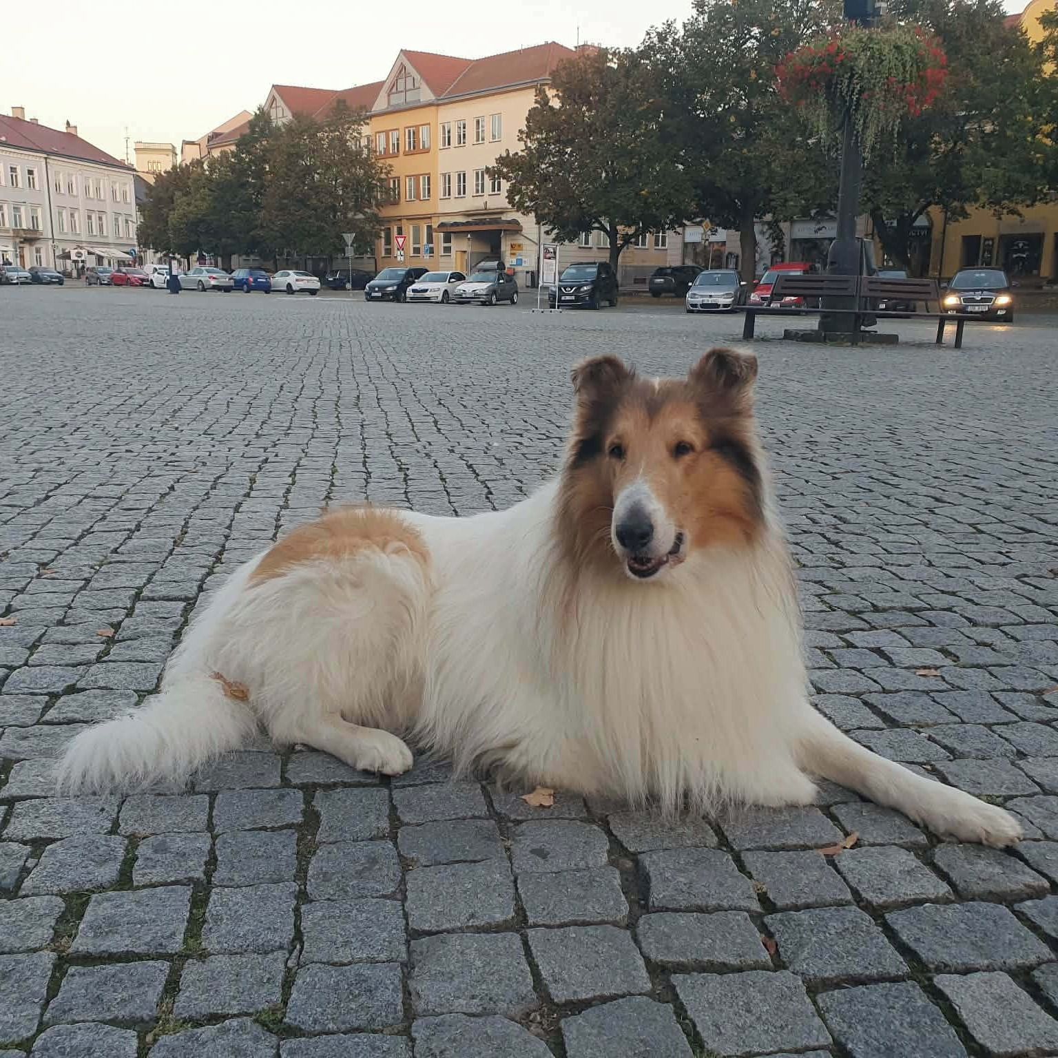 Soutěžní fotografie - Colin,  Kolie dlouhosrstá