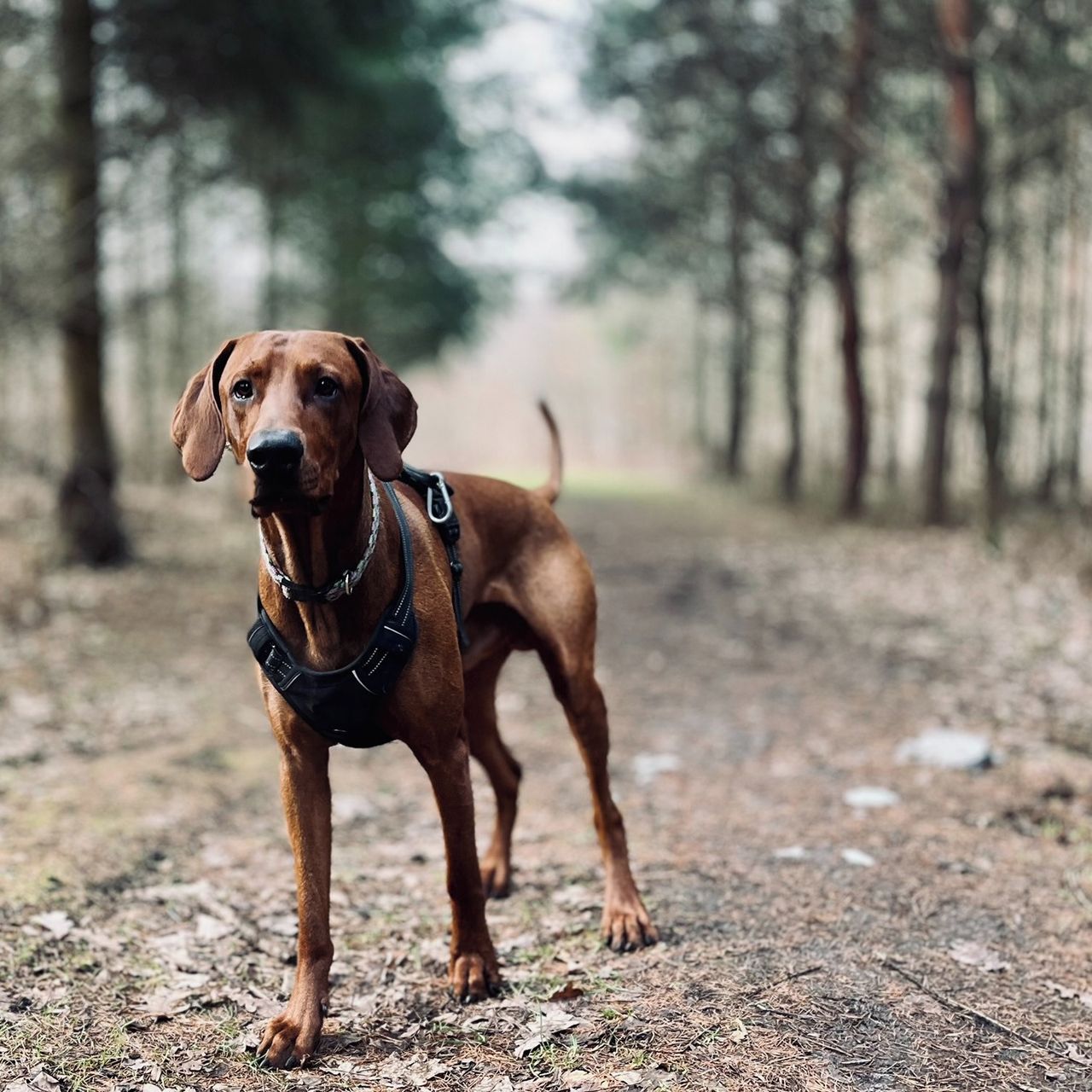 Soutěžní fotografie - Christopher Grindelwald,  Maďarský ohař krátkosrstý