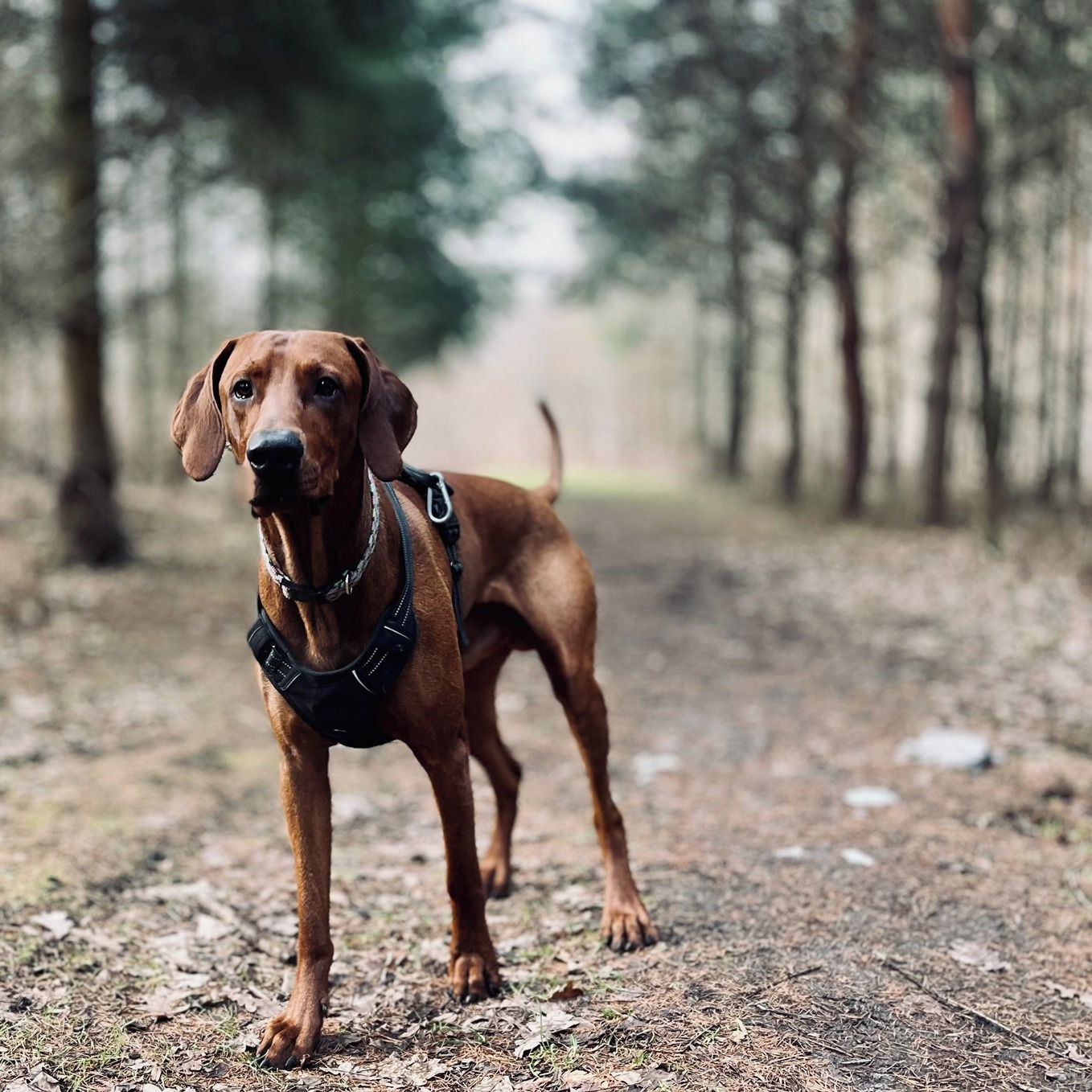 Soutěžní fotografie - Christopher Grindelwald,  Maďarský ohař krátkosrstý