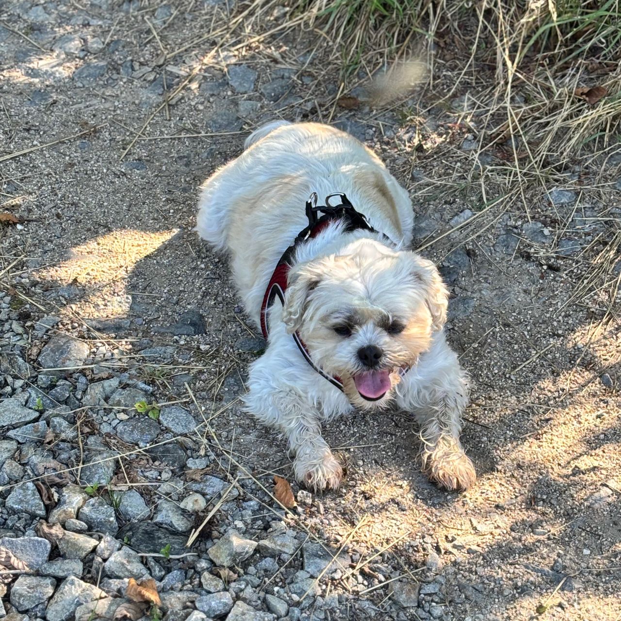 Soutěžní fotografie - Lilina,  Shih-tzu