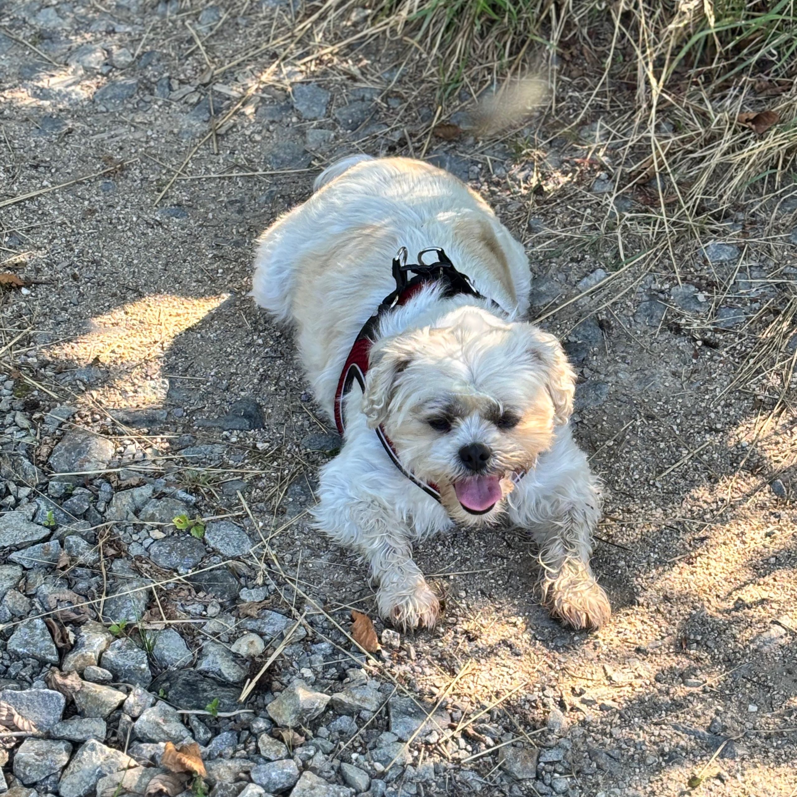 Soutěžní fotografie - Lilina,  Shih-tzu