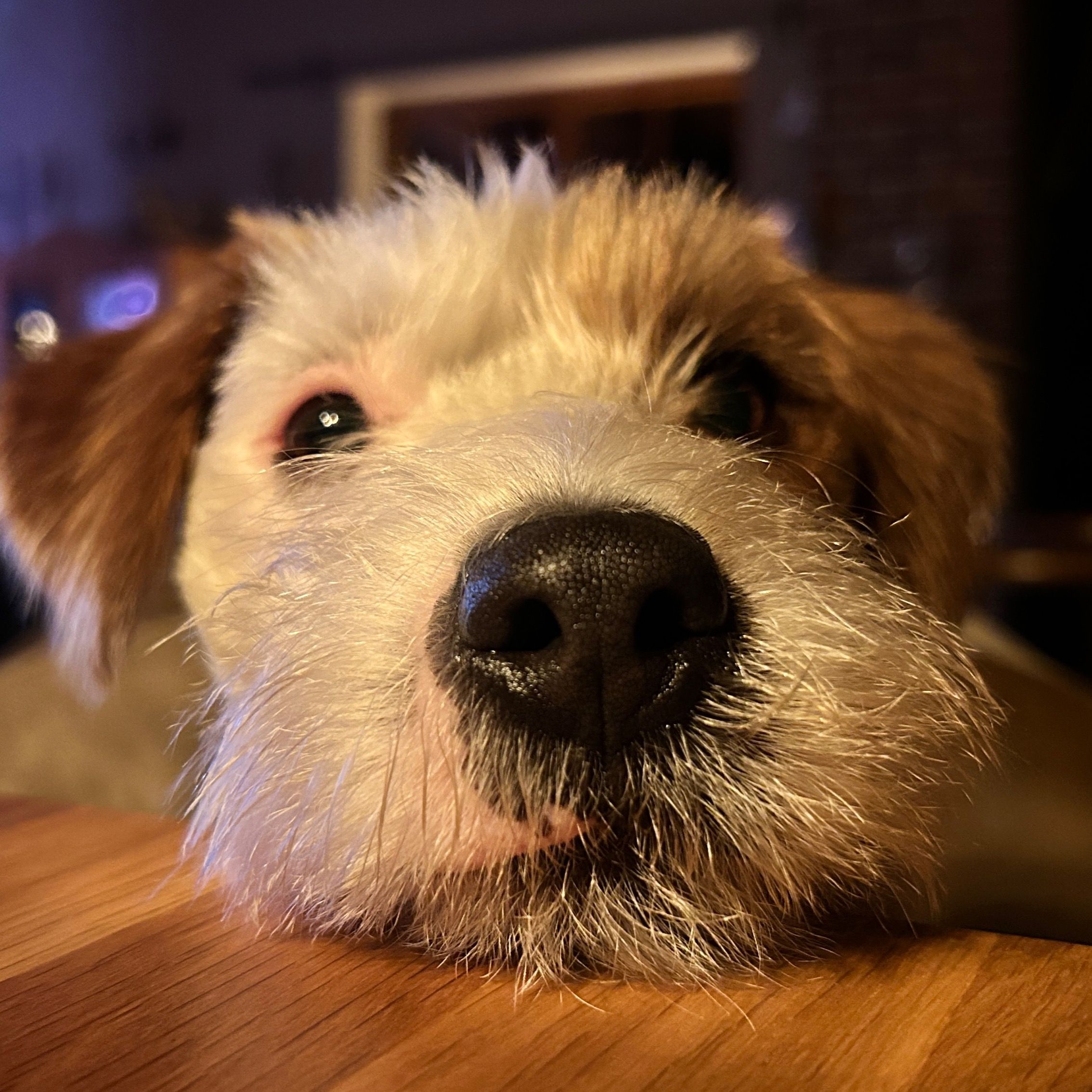 Soutěžní fotografie - Buddy,  Jack Russell Teriér