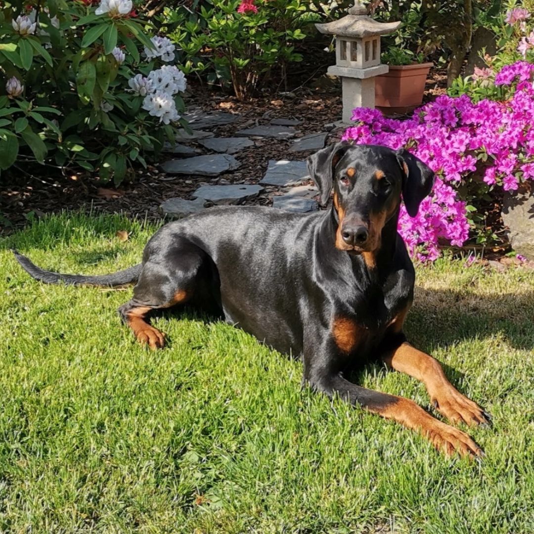 Soutěžní fotografie - Indiána,  Dobrman