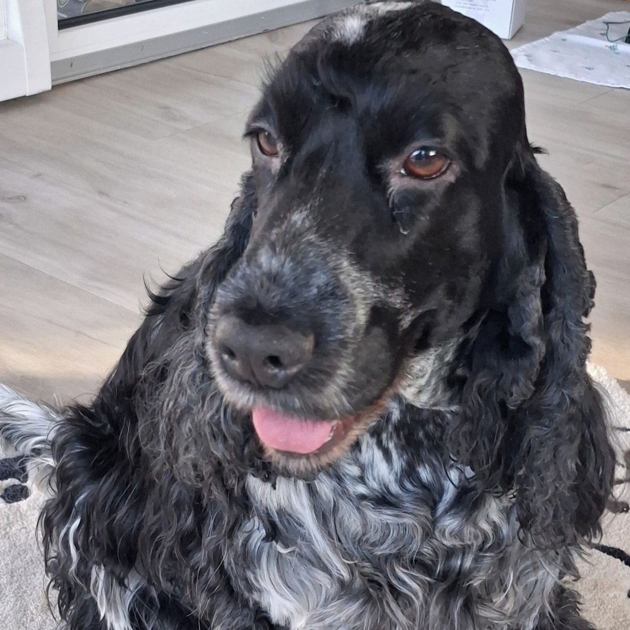 Soutěžní fotografie - SHEENA,  Anglický kokršpaněl