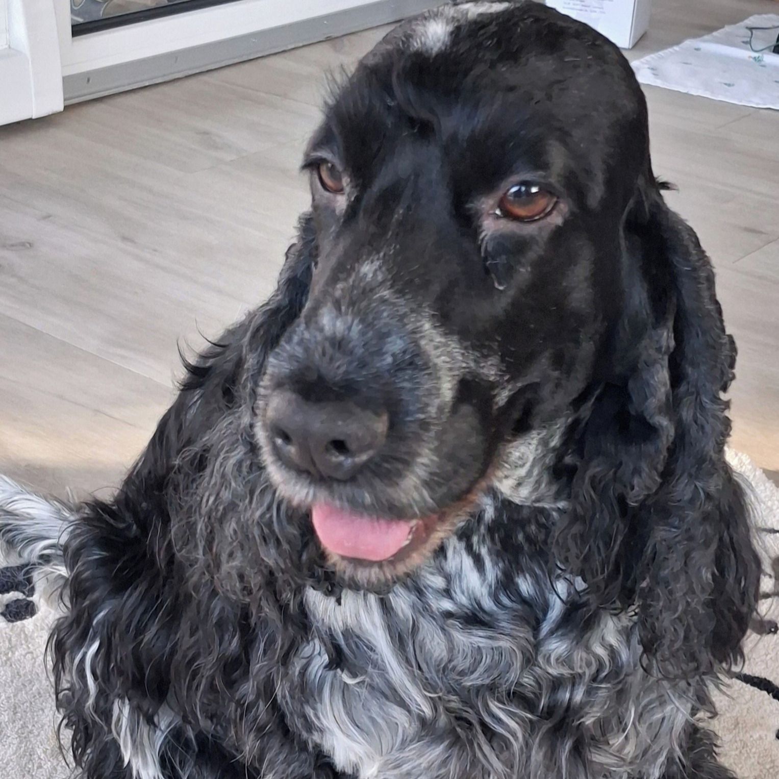 Soutěžní fotografie - SHEENA,  Anglický kokršpaněl