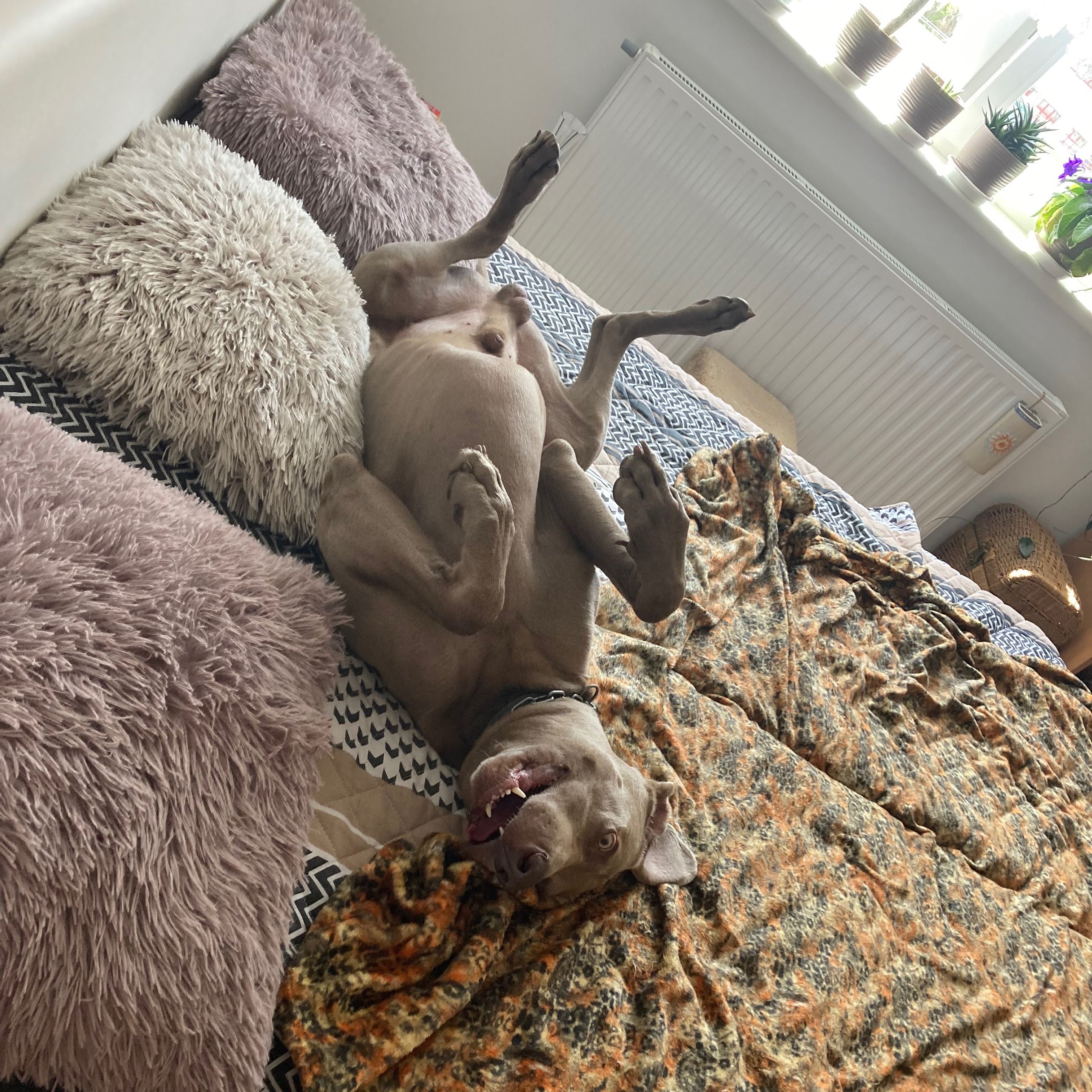 Soutěžní fotografie - Art,  Výmarský ohař