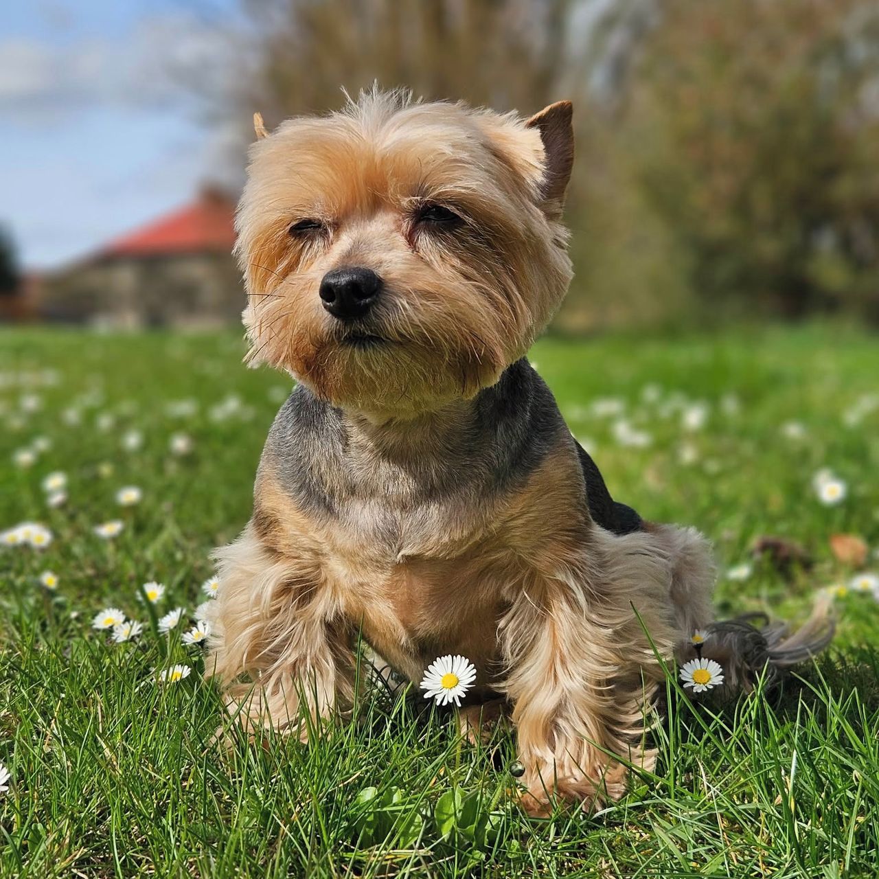 Soutěžní fotografie - Šebi,  Yorkšírský terier