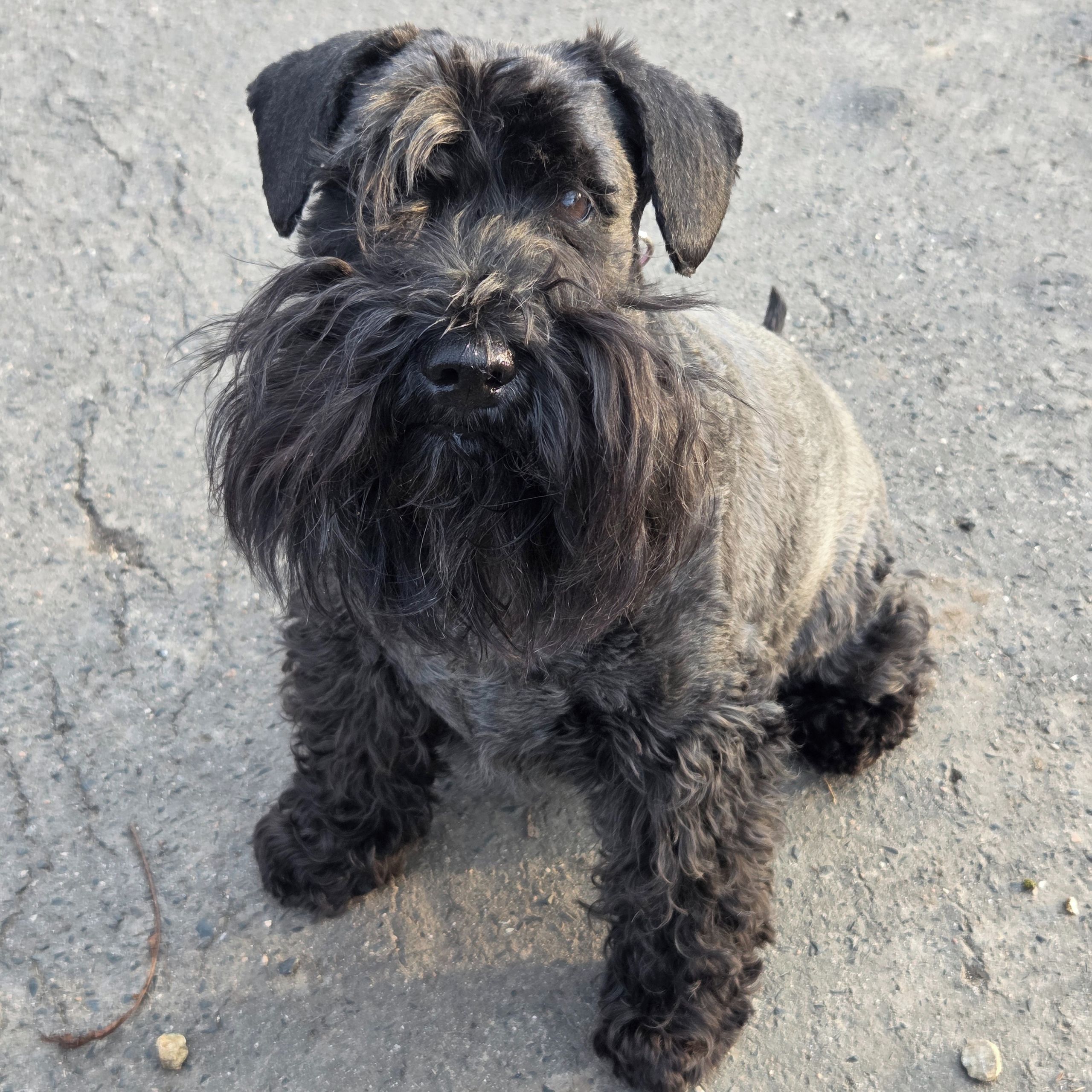 Soutěžní fotografie - Bethany,  Knírač malý