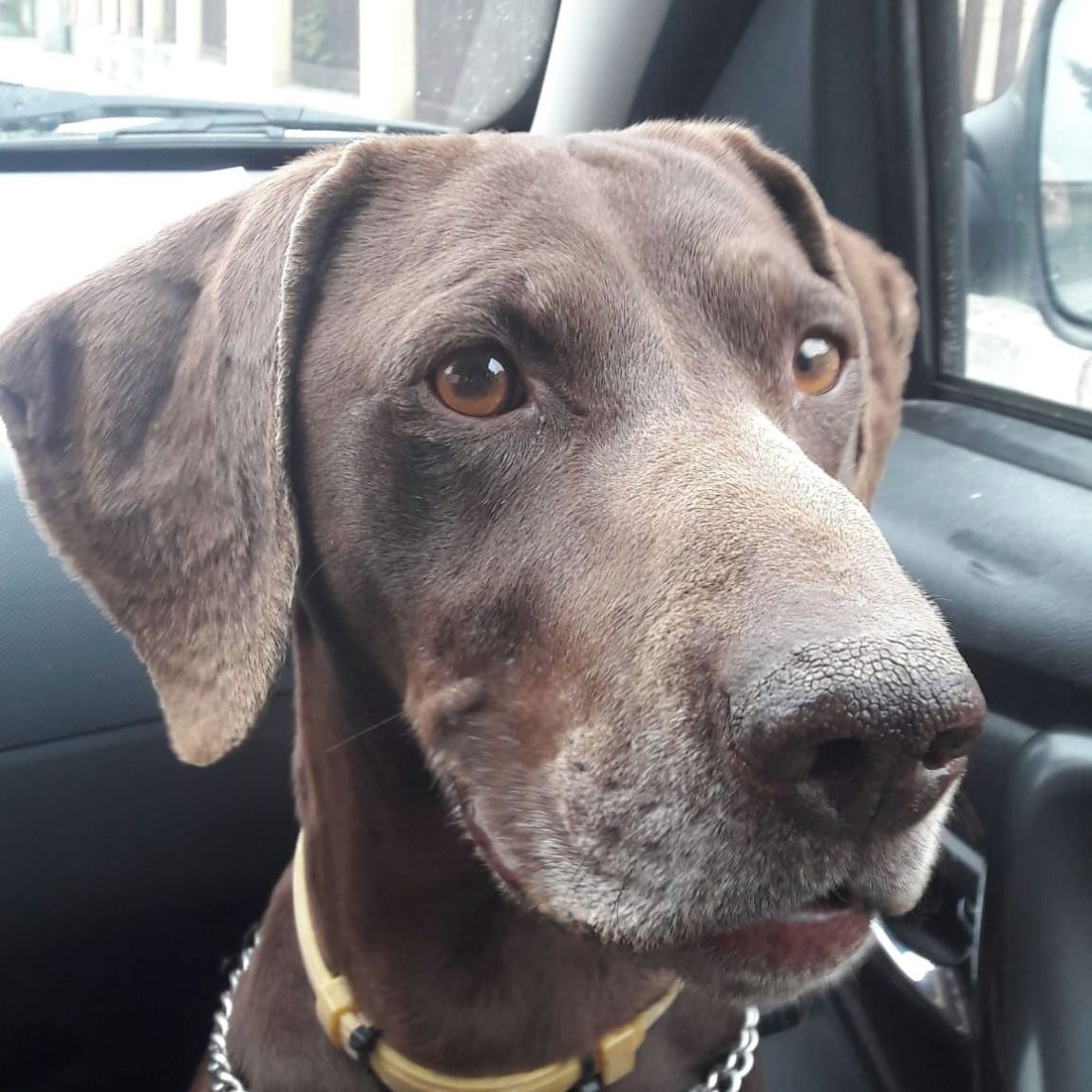 Soutěžní fotografie - Ella,  Německý ohař krátkosrstý