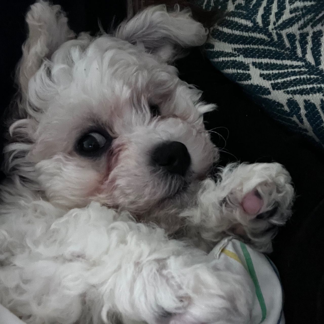 Soutěžní fotografie - Jesse,  Bišonek