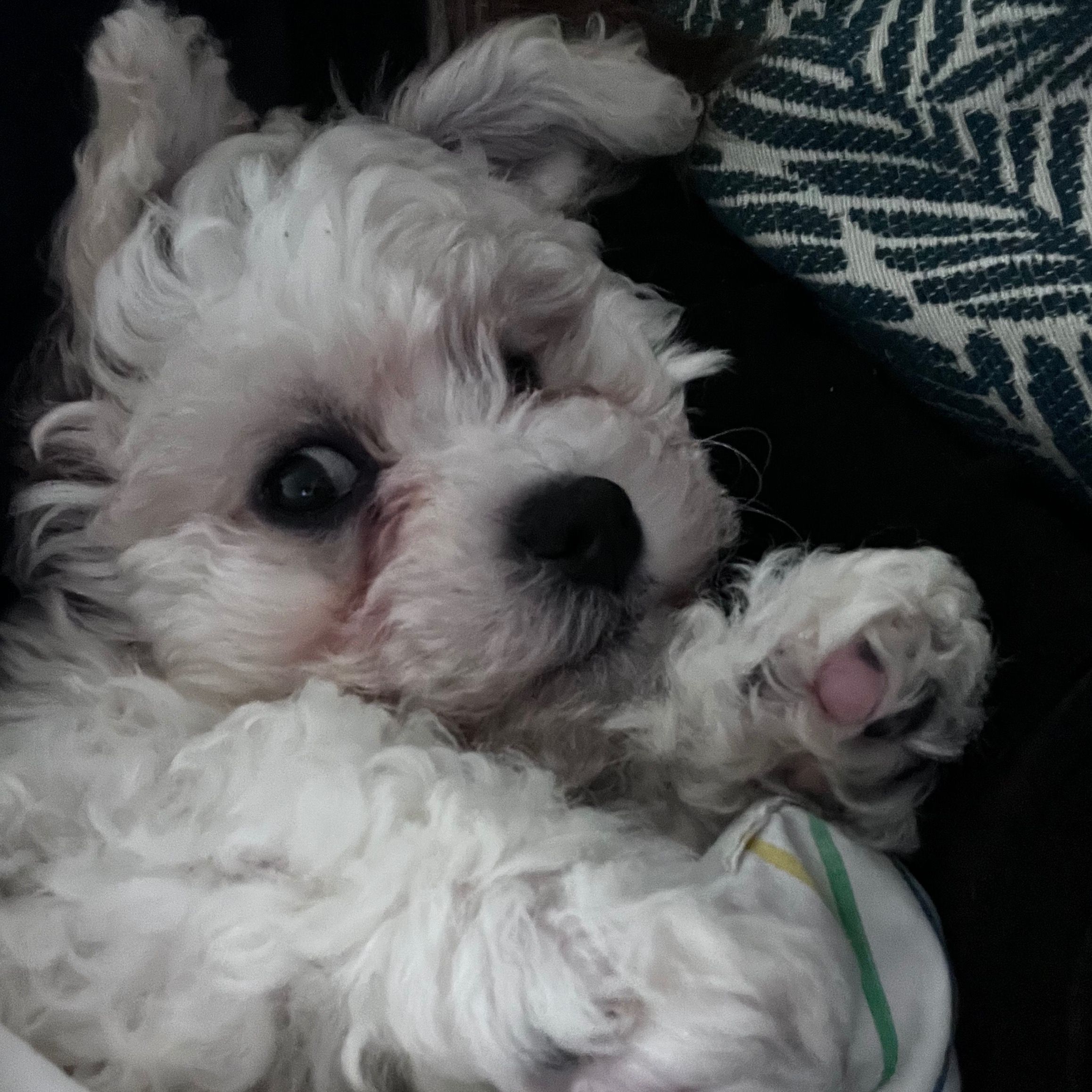 Soutěžní fotografie - Jesse,  Bišonek