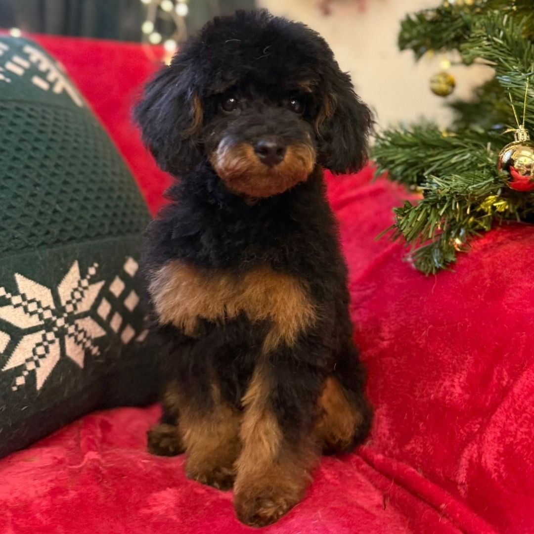 Soutěžní fotografie - Archie,  Pudl