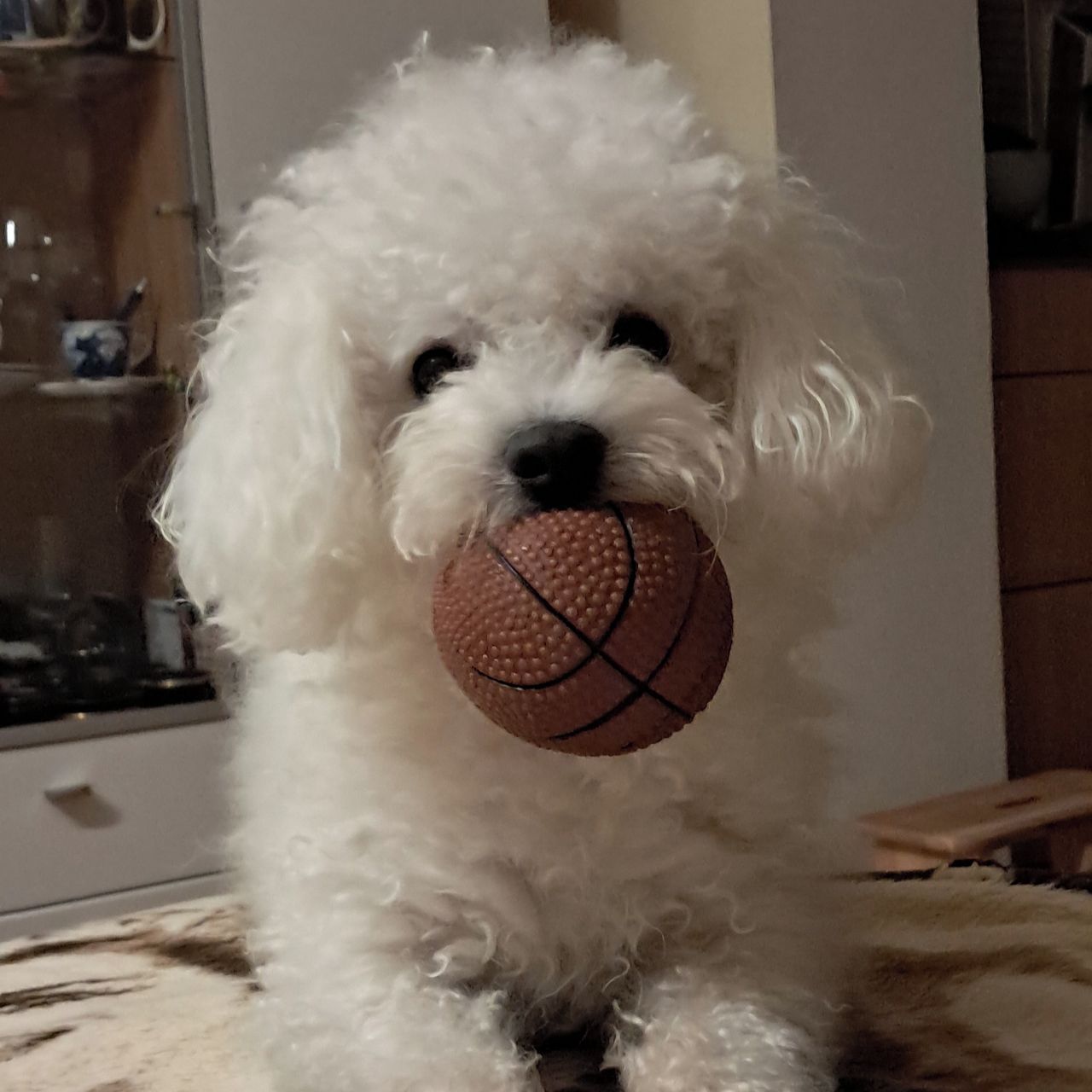 Soutěžní fotografie - Monty,  Boloňský psík