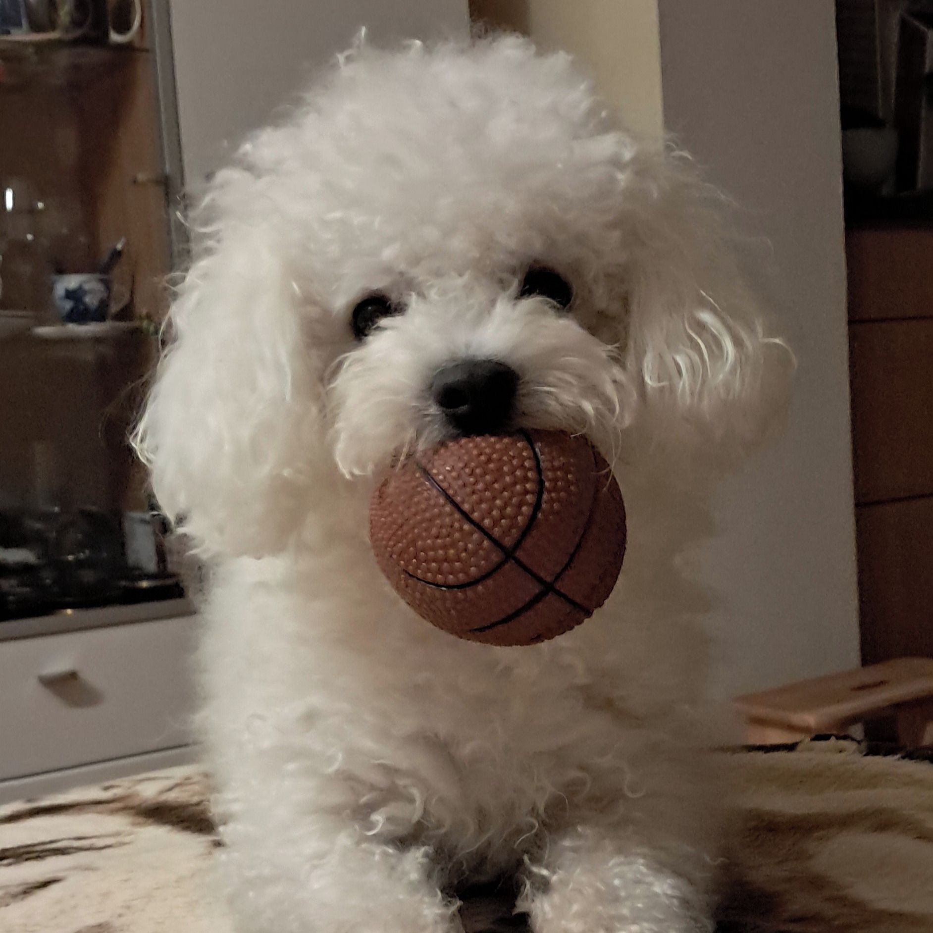 Soutěžní fotografie - Monty,  Boloňský psík