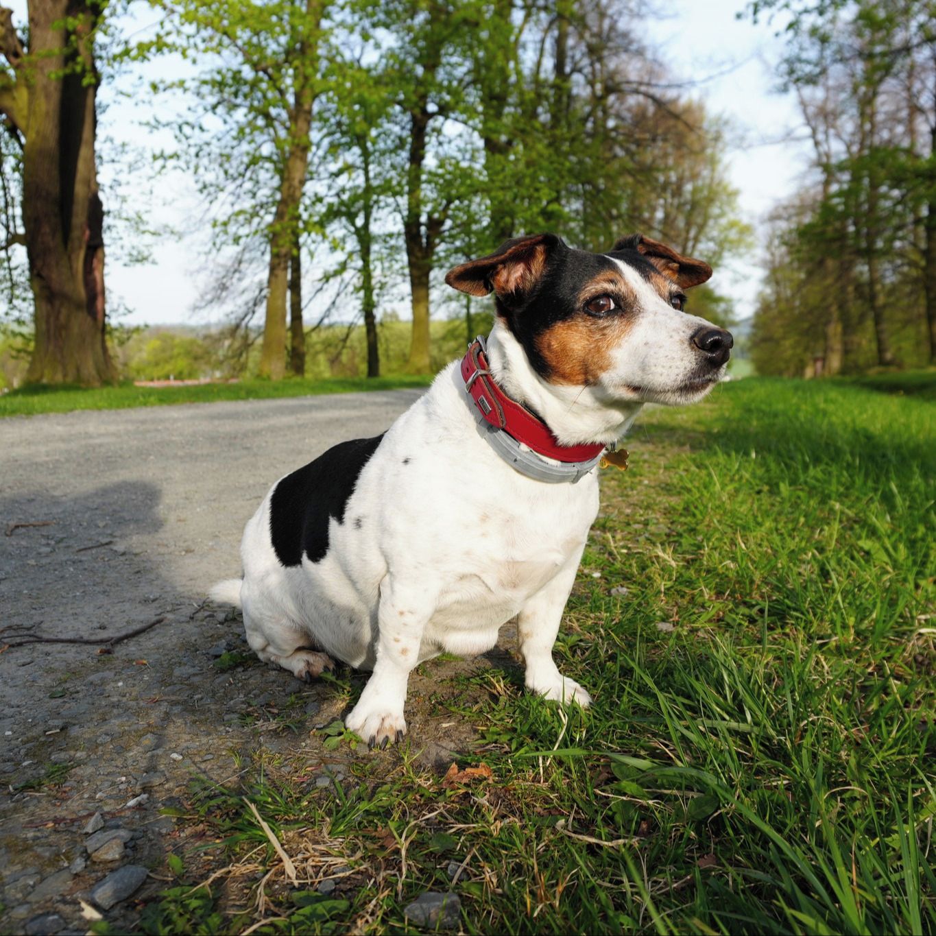 Soutěžní fotografie - Pasha,  Jack Russell Teriér